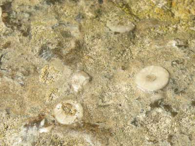 ossicles.jpg